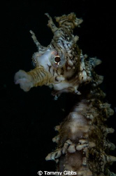 A West Australian seahorse under the Ammo Jetty, south of... by Tammy Gibbs 